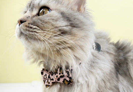 GEX Personalized Cat Collar with Engraved Cat Name Tag - GexWorldwide