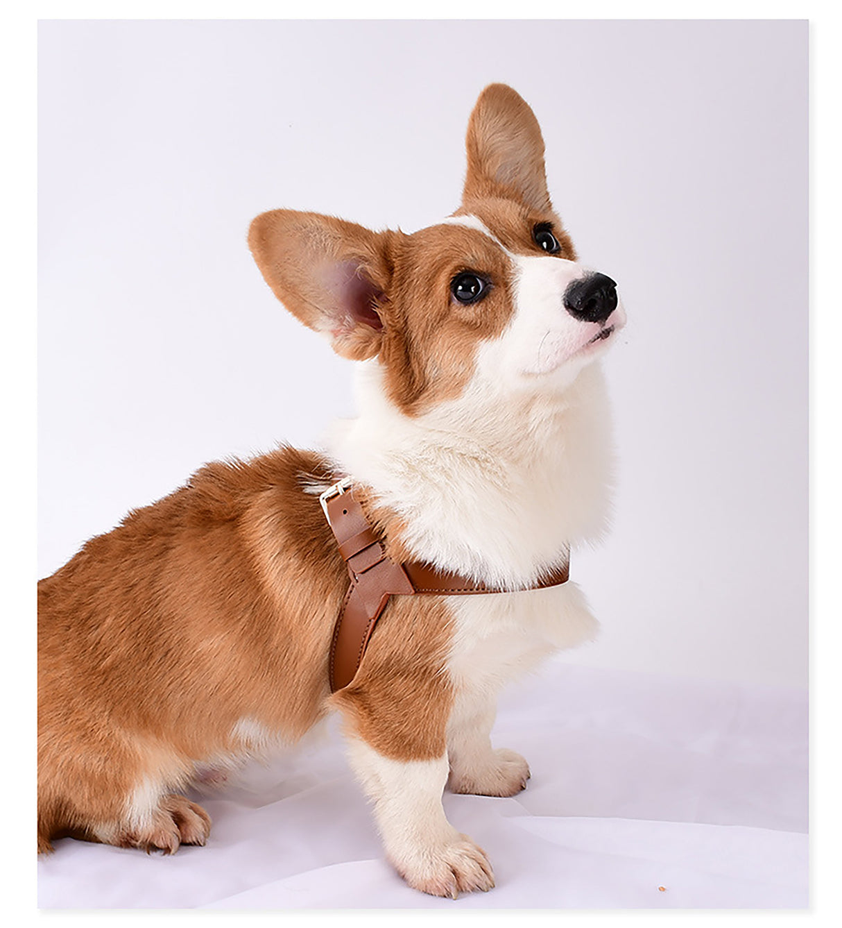 GEX Personalized Large Dog Leather Harness and Leash Set - GexWorldwide